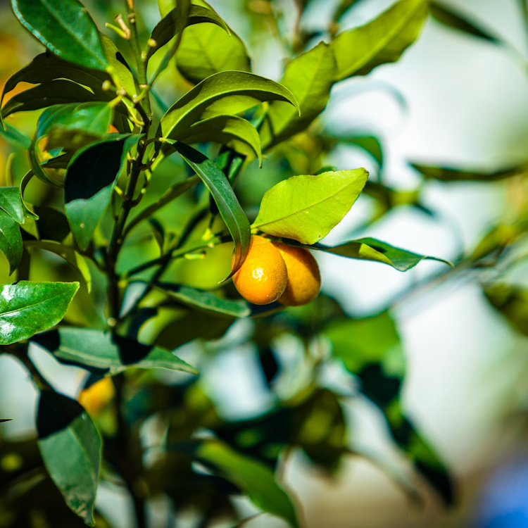 Kumquat