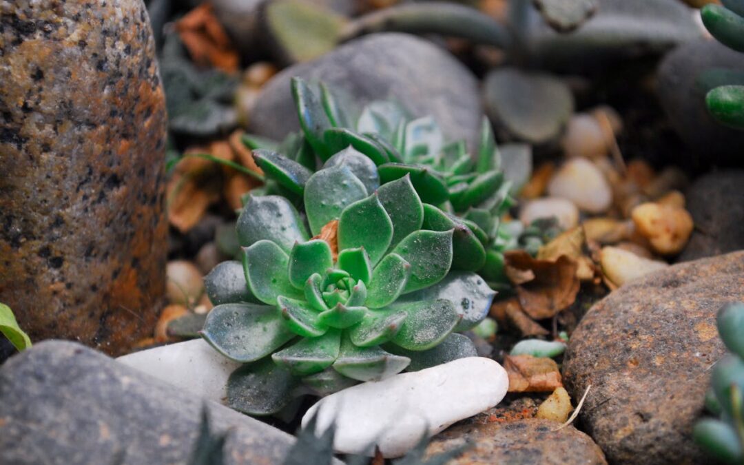 How to Integrate Natural Stones into Your Hardscape