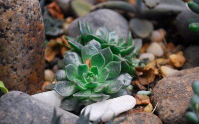 How to Integrate Natural Stones into Your Hardscape
