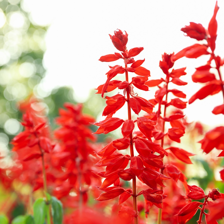 Beautiful red Salvia flowers outdoor in park