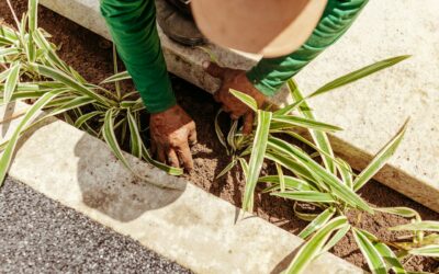 Impact of Proper Drainage on Plant Health