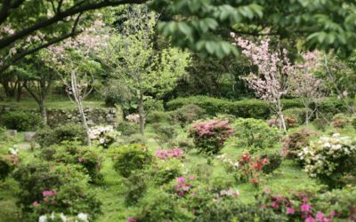 Solving Common Drainage Problems in the Garden