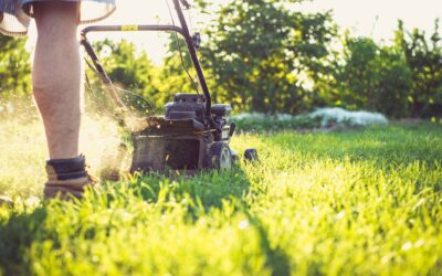 Common Lawn Pests and How to Control Them