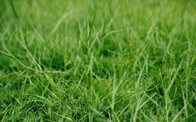 Dwarf Hamlin Grass: Low-Maintenance Fall Plant for Lafayette
