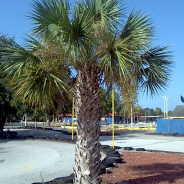 Palm Sable Palm Sable