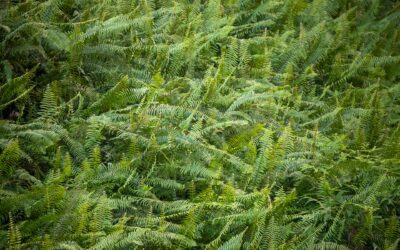 Guide to Caring for Arborvite Ferns in Cold Louisiana Winters