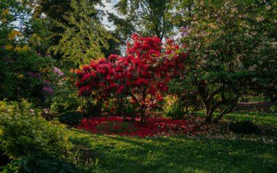 What to Expect in the Custom Garden Design Process in Lafayette