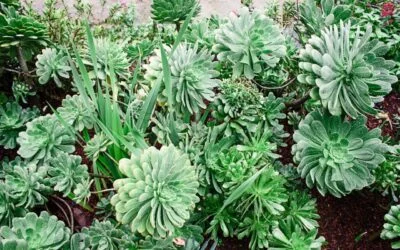 Low-Maintenance Planting Plans for Lafayette: Native, Drought-Tolerant Picks