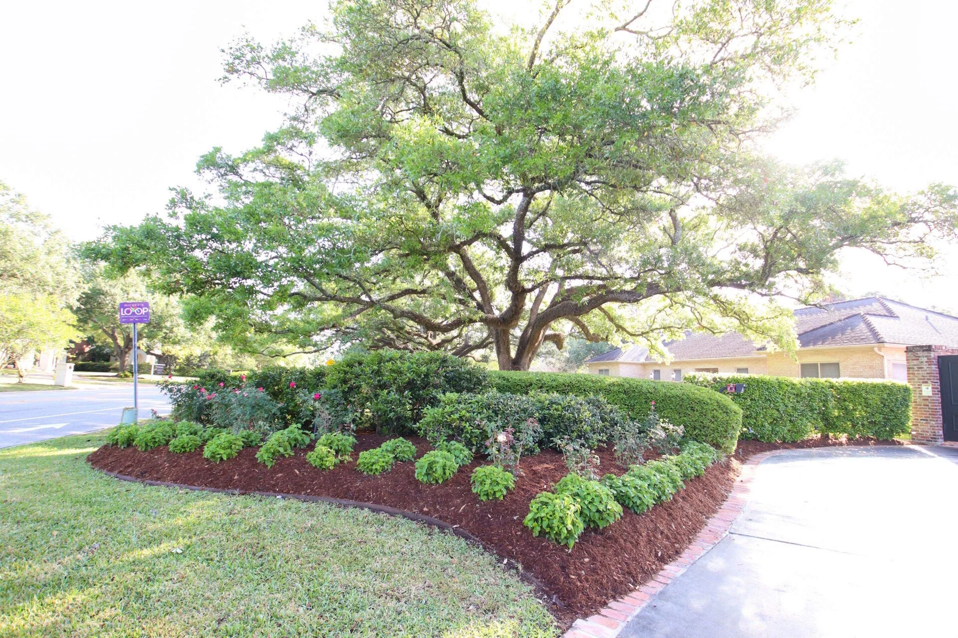 Horticulure- Sunpatiens-Lead