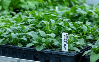 Nursery in Lafayette LA: Why EdenScapes Delivers More Than Plants