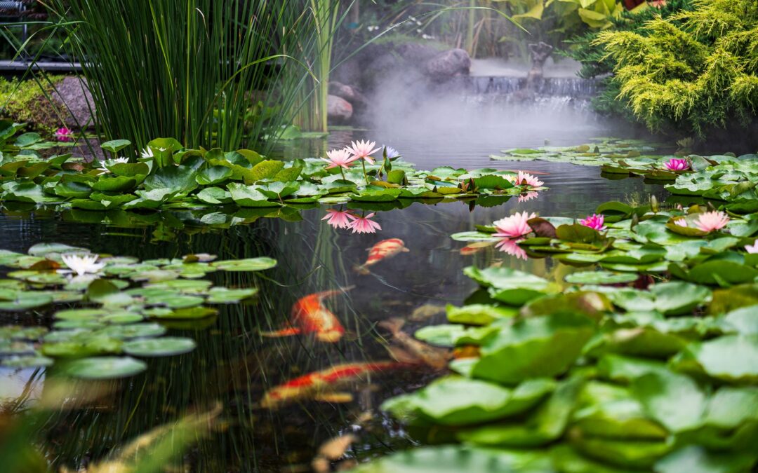 Koi pond repair near me technician inspecting a Lafayette backyard koi pond liner