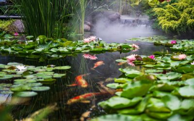 Koi Pond Repair Near Me: A Complete Lafayette Guide