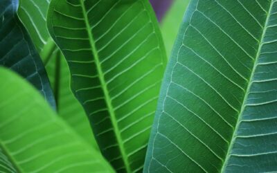 Fungicide for Plumeria: How to Stop Rust and Rot in Louisiana
