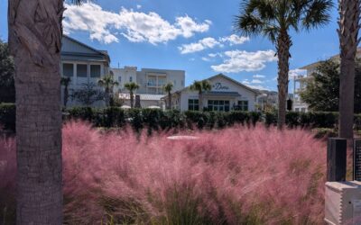 Native Louisiana Grasses: The Complete Acadiana Planting Guide