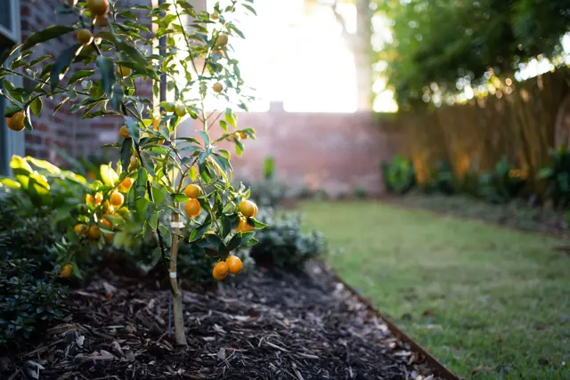 Meier landscape project — photo 10