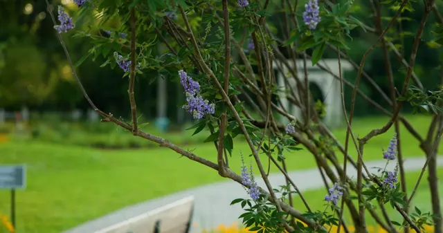 Moncus landscape project — photo 23