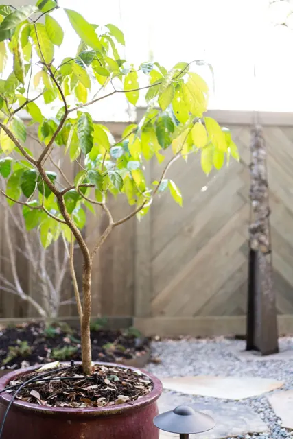 Williams landscape project — photo 2